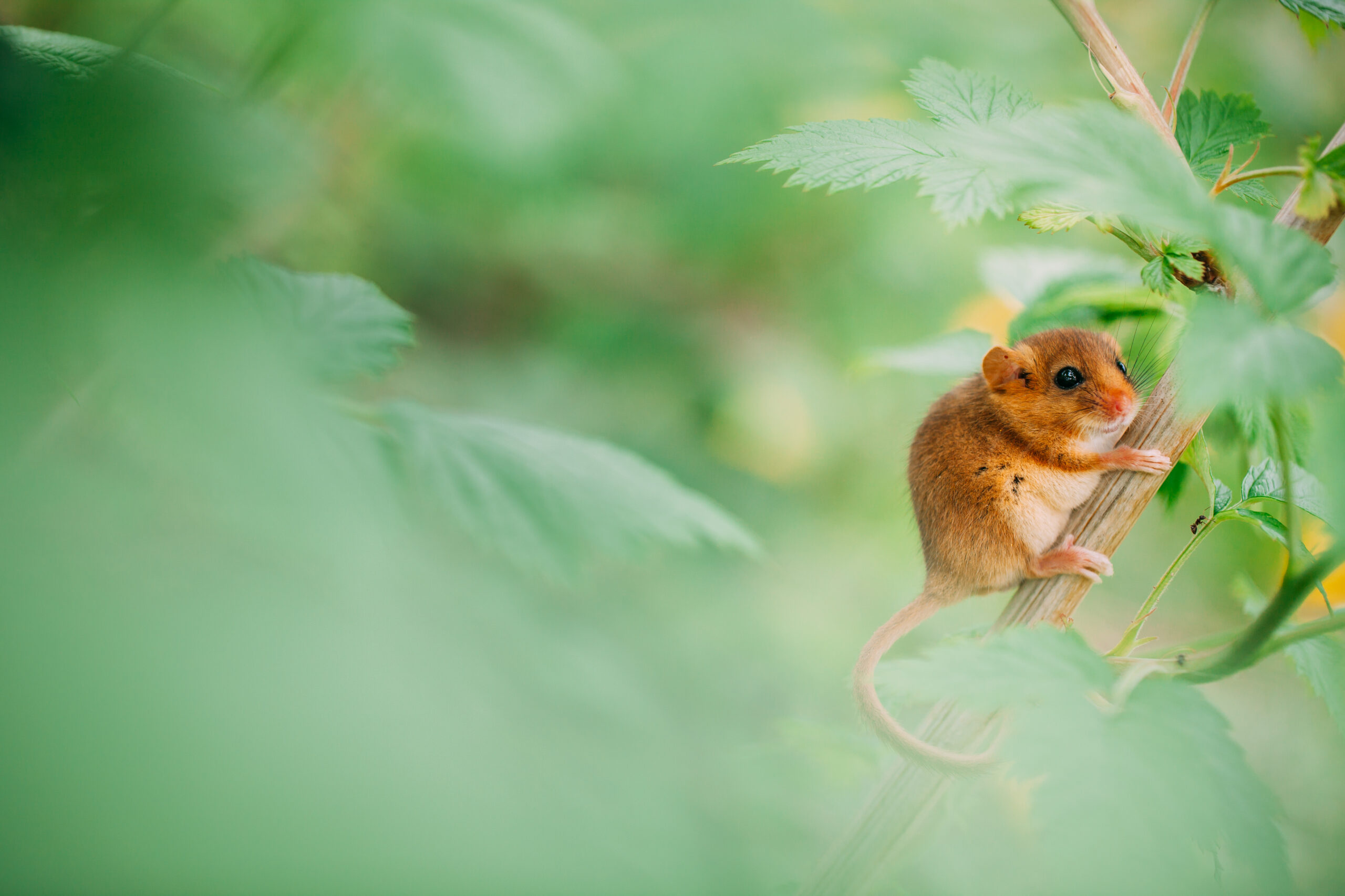 Μυωξός πάνω σε ένα κλαδί