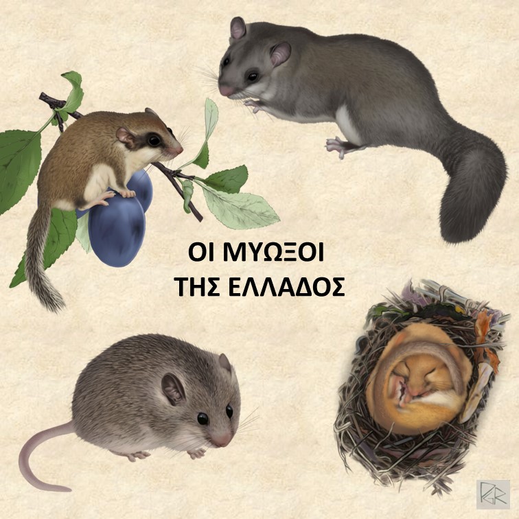 Εικόνα με μυωξούς και σύνδεσμο προς την σελίδα των Μυωξών.